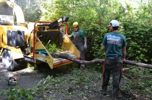 tree services North Sarasota